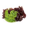 Baby Leaf - Sałata liściowa Lollo Rossa