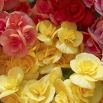 Begonia pełna - mix kolorów - 2 szt.