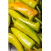 Papryka Hungarian yellow wax hot - ostra węgierska