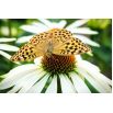 Rudbekia purpurowa o kwiatach białych