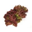 Baby Leaf - Sałata liściowa Lollo Rossa