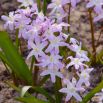 Śnieżnik Chionodoxa forbesii Pink Giant - op. 10 szt.