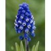 Szafirek Muscari Dark Eyes - op. 5 szt.