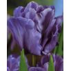 Tulipan papuzi Blue Parrot - op. 5 szt.
