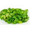 Roszponka warzywna Verte de Cambrai