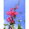 Penstemon Hartwego - mieszanka kolorów