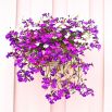 Lobelia zwisła karminowoczerwona