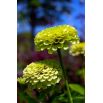 Cynia wytworna daliowa Envy