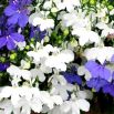 Lobelia White Lady - biała