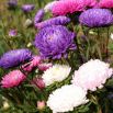 Aster chryzantemowy - mieszanka