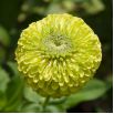 Cynia wytworna daliowa Envy