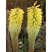 Kniphofia Percy's Pride - 1 szt.