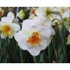 Narcyz pełny Flower Drift  opak. 5 szt.