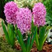 Hiacynt Amethyst - op. 3 szt.