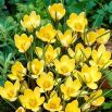 Krokus Romance - 10 szt.