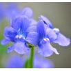 Nemezja powabna Blue Gem
