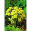 Czosnek złocisty - Allium moly - 20 szt.