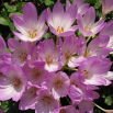 Zimowit - Lilac Wonder