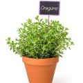 Nasiona oregano