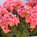 Nasiona pelargonii