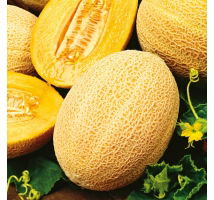 Melon Hale's Best Jumbo