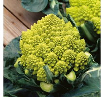 Kalafior Romanesco Natalino - o róży zielonej