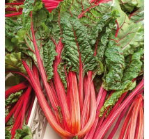 Burak liściowy Rhubarb Chard - czerwony