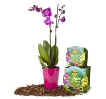 Podłoże do storczyków z doniczką - Planta - 15 cm