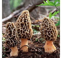 Morchella esculenta