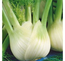 Fenkuł, Koper włoski - Romanesco