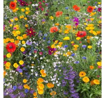 Bee Friendly