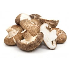 Shiitake - Grzyb długowieczności - grzybnia na kołkach