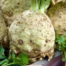 Seler korzeniowy Maxim - późny