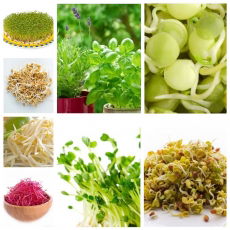 Nasiona na kiełki - Zestaw XL - 8 szt.