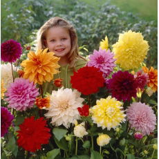 Dalia mix - 1 szt.