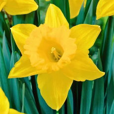 Narcyz Unsurpassable - opak. 5 szt.