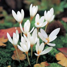Krokus Jesienny Ochroleucus 10 szt.