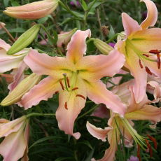 Lilia drzewiasta - Elusive