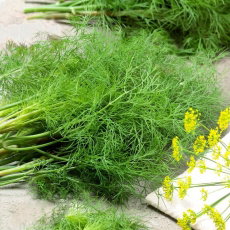 Koper ogrodowy Moravan