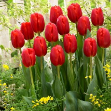 Tulipan czerwony - Red - 5 szt.