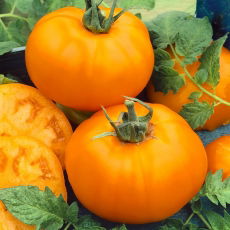 Pomidor Złoty Ożarowski