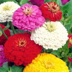 Cynia wytworna Super Yoga - wielkokwiatowa