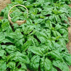 Szpinak Olbrzym Zimowy