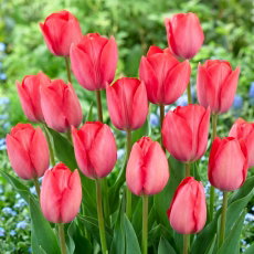 Tulipan Van Eijk - 5 szt.