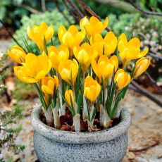 Krokus Golden Yellow - 10 szt.