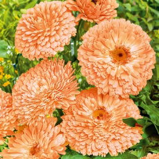 Nagietek lekarski Apricot Beauty - Morelowa Piękność