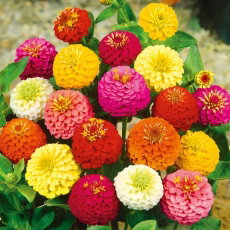 Cynia Liliput - mieszanka