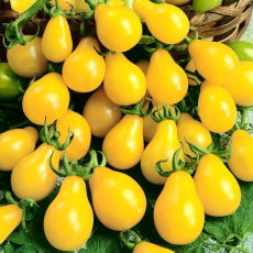 Pomidor Yellow Pearshaped - wysoki żółty