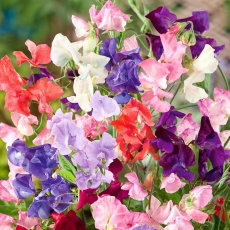 Groszek pachnący - mieszanka