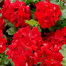 Pelargonia czerwona